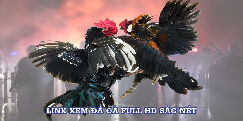 Link xem đá gà Full HD sắc nét